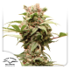 Auto CBG-Force - DUTCH PASSION | TanieSianie.pl