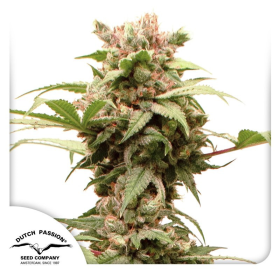 Auto CBG-Force - DUTCH PASSION | TanieSianie.pl