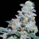 Captain Future - ANESIA SEEDS | TanieSianie.pl
