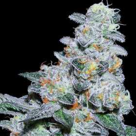 Captain Future - ANESIA SEEDS | TanieSianie.pl