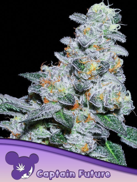 Captain Future - ANESIA SEEDS | TanieSianie.pl