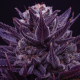 Imperium X - ANESIA SEEDS | TanieSianie.pl