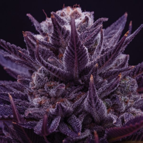 Imperium X - ANESIA SEEDS | TanieSianie.pl
