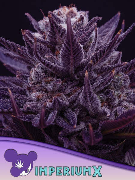 Imperium X - ANESIA SEEDS | TanieSianie.pl