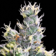 Auto Yuhbary - ANESIA SEEDS | TanieSianie.pl