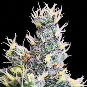 Auto Yuhbary - ANESIA SEEDS | TanieSianie.pl
