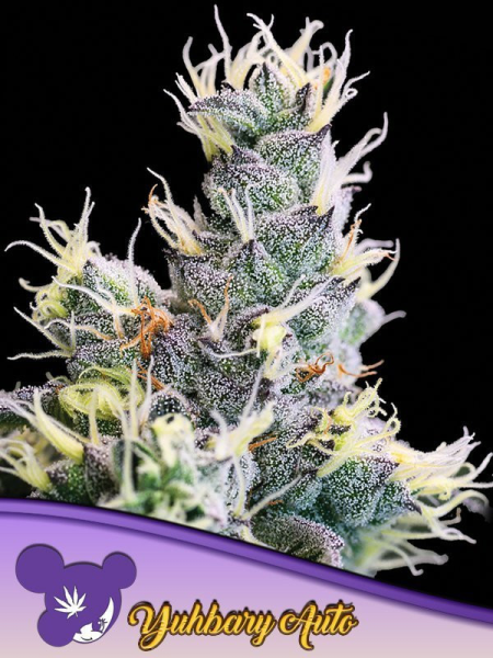 Auto Yuhbary - ANESIA SEEDS | TanieSianie.pl