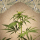 CBD Terra Italia - FEMALE SEEDS | TanieSianie.pl