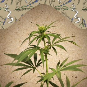 CBD Terra Italia - FEMALE SEEDS | TanieSianie.pl