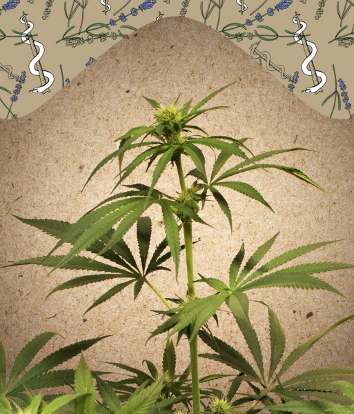 CBD Terra Italia - FEMALE SEEDS | TanieSianie.pl