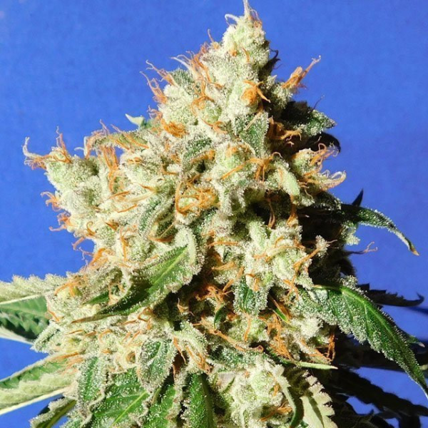 Blueberry Cookies Auto - ORIGINAL SENSIBLE SEEDS | TanieSianie.pl