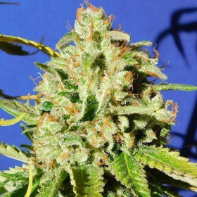 Orange Diesel Auto - ORIGINAL SENSIBLE SEEDS | TanieSianie.pl