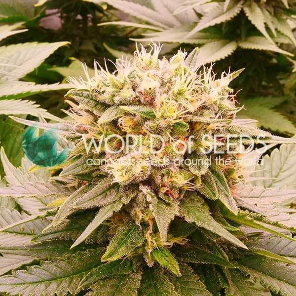 Harlequeen THC Free - WORLD OF SEEDS | TanieSianie.pl