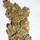 CBD Skunk Haze - DUTCH PASSION | TanieSianie.pl