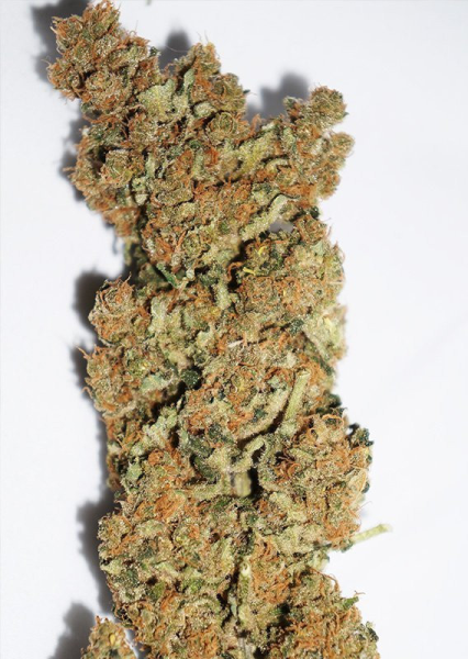 CBD Skunk Haze - DUTCH PASSION | TanieSianie.pl