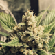White Widow Auto - BIOGENETIC | TanieSianie.pl