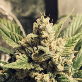 White Widow Auto - BIOGENETIC | TanieSianie.pl