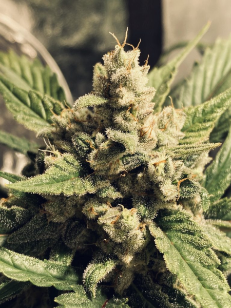 White Widow Auto - BIOGENETIC | TanieSianie.pl