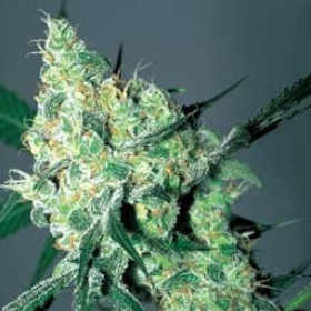 White Russian Auto - BIOGENETIC | TanieSianie.pl