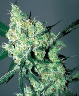 White Russian Auto - BIOGENETIC | TanieSianie.pl