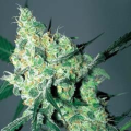 White Russian Auto - BIOGENETIC