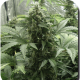 White Dwarf Auto - BIOGENETIC | TanieSianie.pl