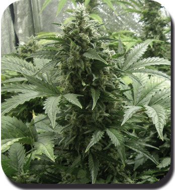 White Dwarf Auto - BIOGENETIC | TanieSianie.pl