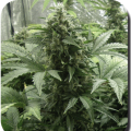 White Dwarf Auto - BIOGENETIC