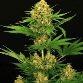 Tangerine Auto - BIOGENETIC | TanieSianie.pl