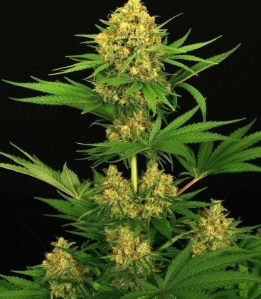Tangerine Auto - BIOGENETIC | TanieSianie.pl