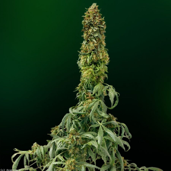 Sweet Tooth Auto - BIOGENETIC | TanieSianie.pl