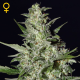 Super Critical Auto - BIOGENETIC | TanieSianie.pl
