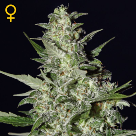 Super Critical Auto - BIOGENETIC | TanieSianie.pl