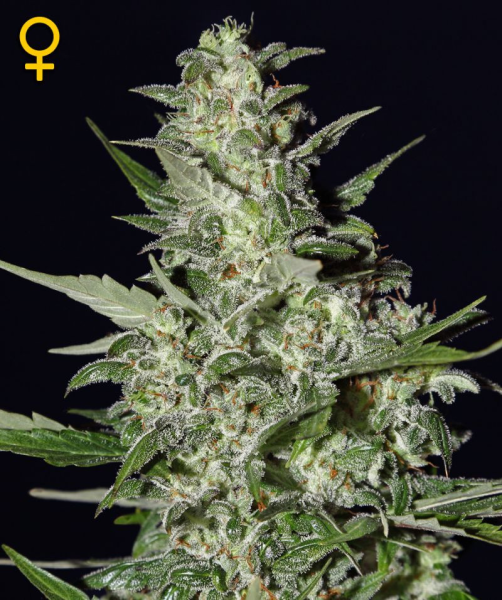 Super Critical Auto - BIOGENETIC | TanieSianie.pl
