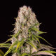 Sour Diesel Auto - BIOGENETIC | TanieSianie.pl