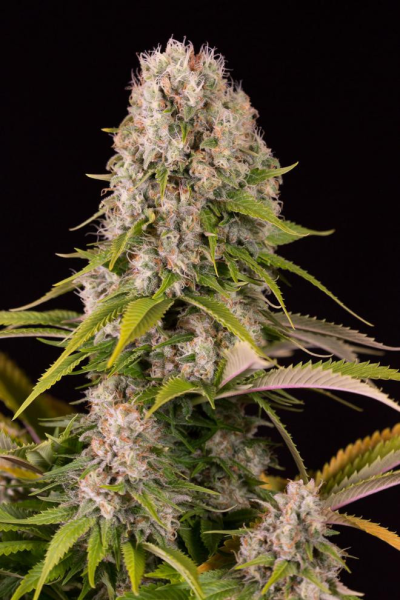Sour Diesel Auto - BIOGENETIC | TanieSianie.pl