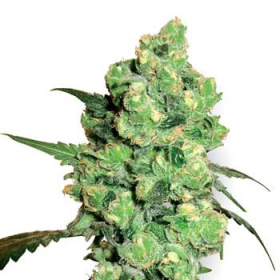 Skunk Auto - BIOGENETIC | TanieSianie.pl