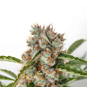 Orange Bud Auto - BIOGENETIC | TanieSianie.pl