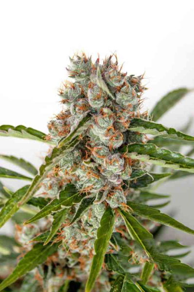 Orange Bud Auto - BIOGENETIC | TanieSianie.pl