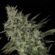 OG Kush Auto - BIOGENETIC | TanieSianie.pl