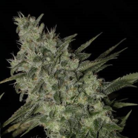 OG Kush Auto - BIOGENETIC | TanieSianie.pl