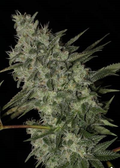 OG Kush Auto - BIOGENETIC | TanieSianie.pl