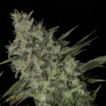 OG Kush Auto - BIOGENETIC
