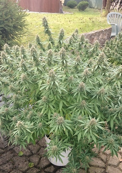 Orange Bud - DUTCH PASSION | TanieSianie.pl