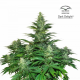 Dark Delight - DUTCH PASSION | TanieSianie.pl