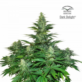 Dark Delight - DUTCH PASSION | TanieSianie.pl