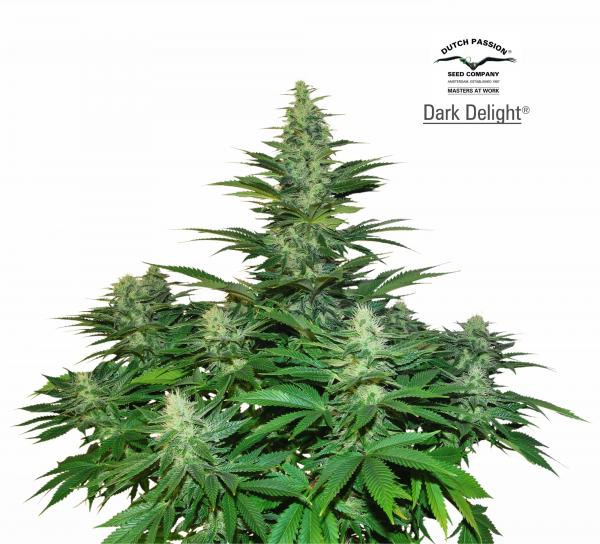 Dark Delight - DUTCH PASSION | TanieSianie.pl