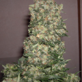 NYC Diesel Auto - BIOGENETIC