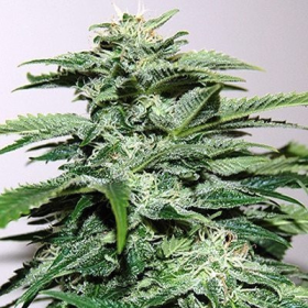 Northern Light Auto - BIOGENETIC | TanieSianie.pl