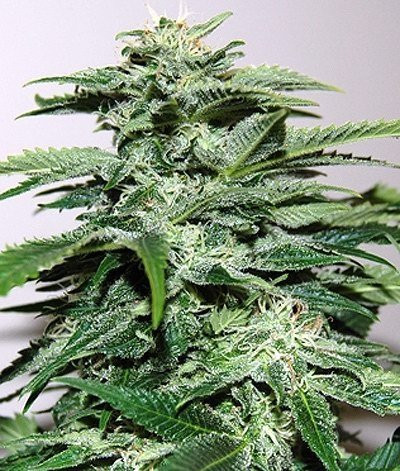 Northern Light Auto - BIOGENETIC | TanieSianie.pl